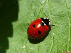 Які рослини допомагають боротися з попелицею