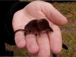 Боротьба з кротами за допомогою касторового масла