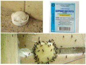 Як впливає борна кислота на мурах?