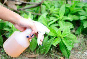 Боротьба з тлею народними методами