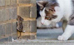 Як швидко позбутися від нашестя гризунів фото