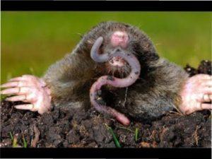 Яку небезпеку несуть підземні жителі, які опинилися на території садової ділянки