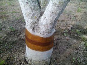 Як боротися з попелицею: народні засоби, котрі працюють