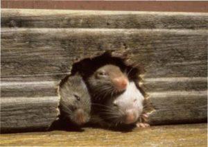 Як позбутися від мишей в будинку 