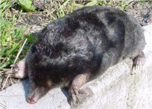 Радикальні способи усунення підземних мешканців