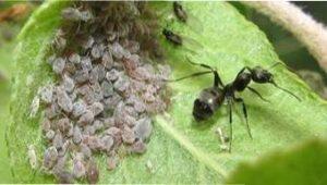 Біологічні методи боротьби з попелицею