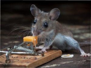 Як боротися зі шкідниками без отрутохімікатів