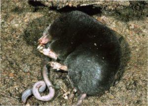 Боротьба з кротами за допомогою речовини - Карбід