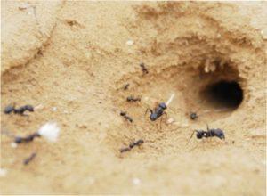 Рецепти борної кислоти від мурах