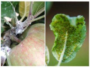 Шкідливий вплив попелиці на плодові дерева