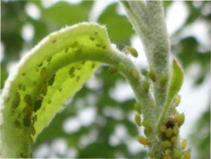 Боротьба з тлею за допомогою хімікатів фото