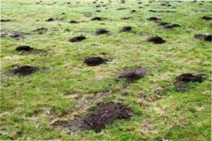 Пляшки зі скла як якісний засіб для боротьби з кротами