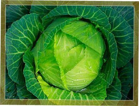 Секрети успішного вирощування врожайного гібрида капусти Мегатон f1 Капуста білокачанна Мегатон f1: опис сорту, агротехніка вирощування, догляд та захист від хвороб і шкідників