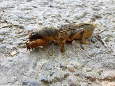 Народні способи боротьби з капустянкою