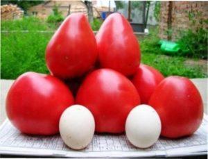 Томат Чудо землі: опис, характеристика, вирощування, відгуки з фото