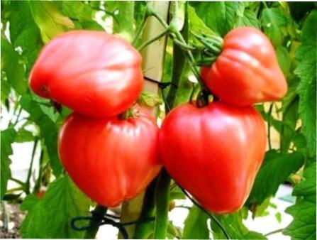 Сорт томата Чудо землі: фото, відгуки, опис, характеристики