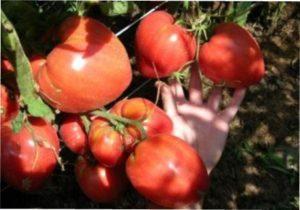 Плоди томату Чудо землі