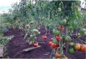 Кущ томату Чудо землі