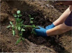 Агротехніка вирощування помідорів сорту Чудо землі