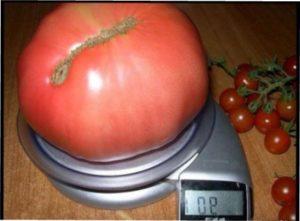 Відгуки овочівників про томат чудо землі