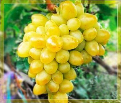 Виноград Аркадія: відгуки про сорт,правила вирощування та характеристика