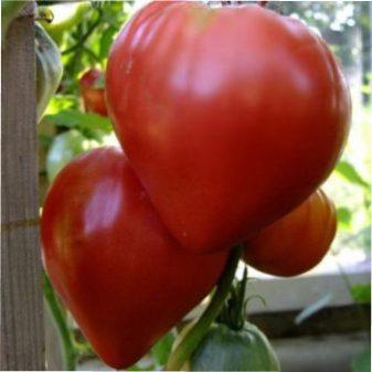 Томат Волове Серце: опис та характеристика вирощування даного сорту з фото Сорт томатів (помідор) Волове серце: агротехніка вирощування, характеристика та опис з фото
