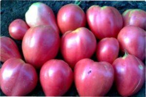 Підвиди сорту Волове серце фото