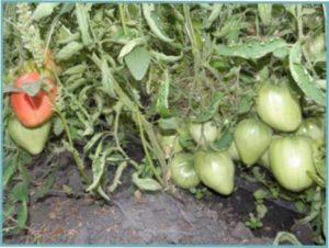 Особливості агротехніки сорту Волове серце