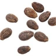 Агротехніка жовтого кавуна