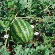 Жовтий кавун - кращі сорти і особливості вирощування