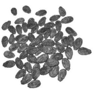 Насіння кавуна фото