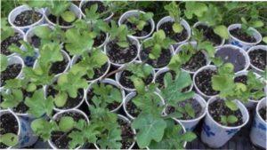 Коли сіяти насіння кавуна