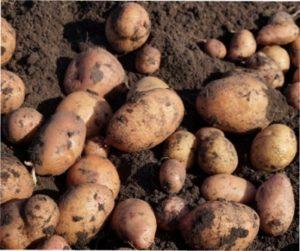 Як отримати гарний врожай картоплі.