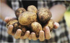 Картопляний кущ фото з відгуками