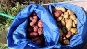 Картопля в мішках