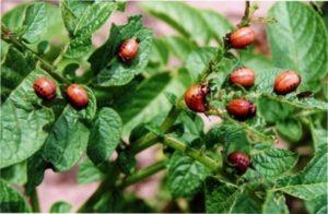 Колорадський жук на картоплі фото