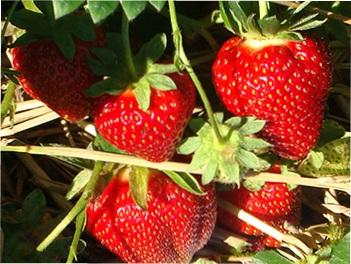 що краще посадити поруч з полуницею в саду