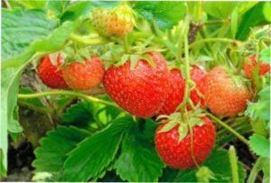 Що краще посадити поруч з полуницею