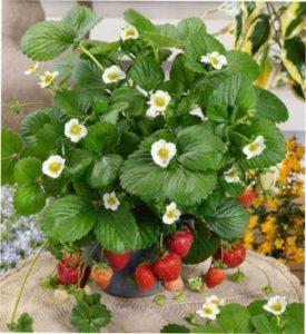 Фото суниці з описом