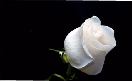 Біла троянда фото