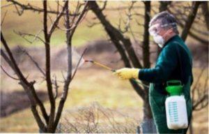 Обприскування рослин препаратом «ДНОК»