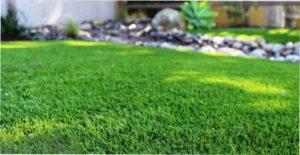 Коли та як удобрювати газон