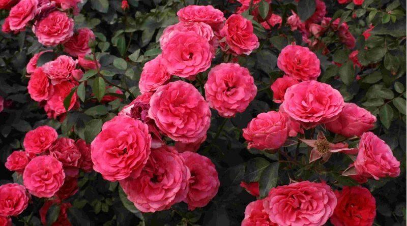 Хвороби садових троянд: лікування та профілактика, ліки з фото