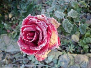 Хвороби садових троянд фото