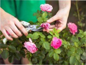 Ліки від чорних пятен на трояндах