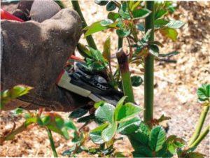 Лікування троянд від чорних пятен