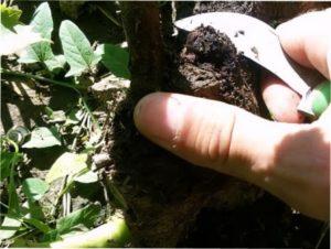 Лікування раку троянд самостійно