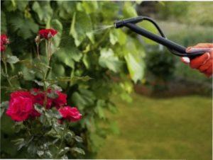 Грибкове захворювання - опік гілок троянд