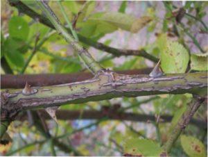 Цитоспороз - це грибне захворювання троянд