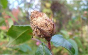 Сіра гниль на трояндах: як боротися з хворобою